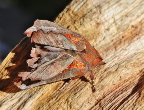 Réf. 335 594 : Scoliopteryx libatrix